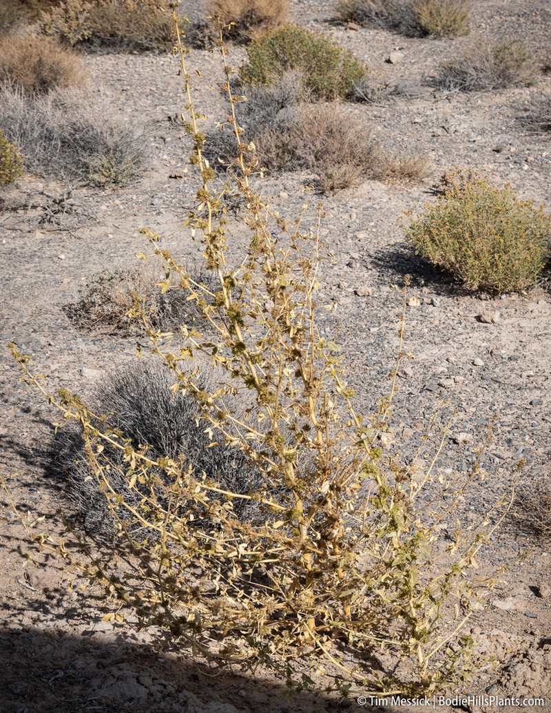 Spiny Caper photo 4