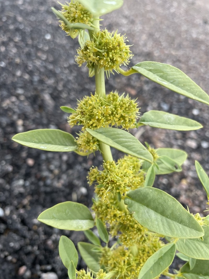 Spiny Caper photo 5