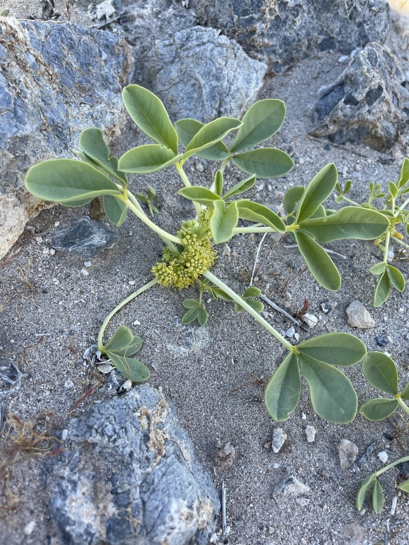 Spiny Caper photo 6