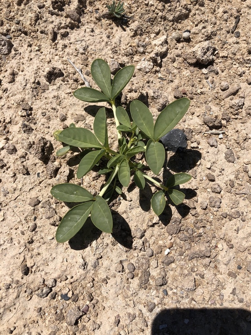 Spiny Caper photo 7