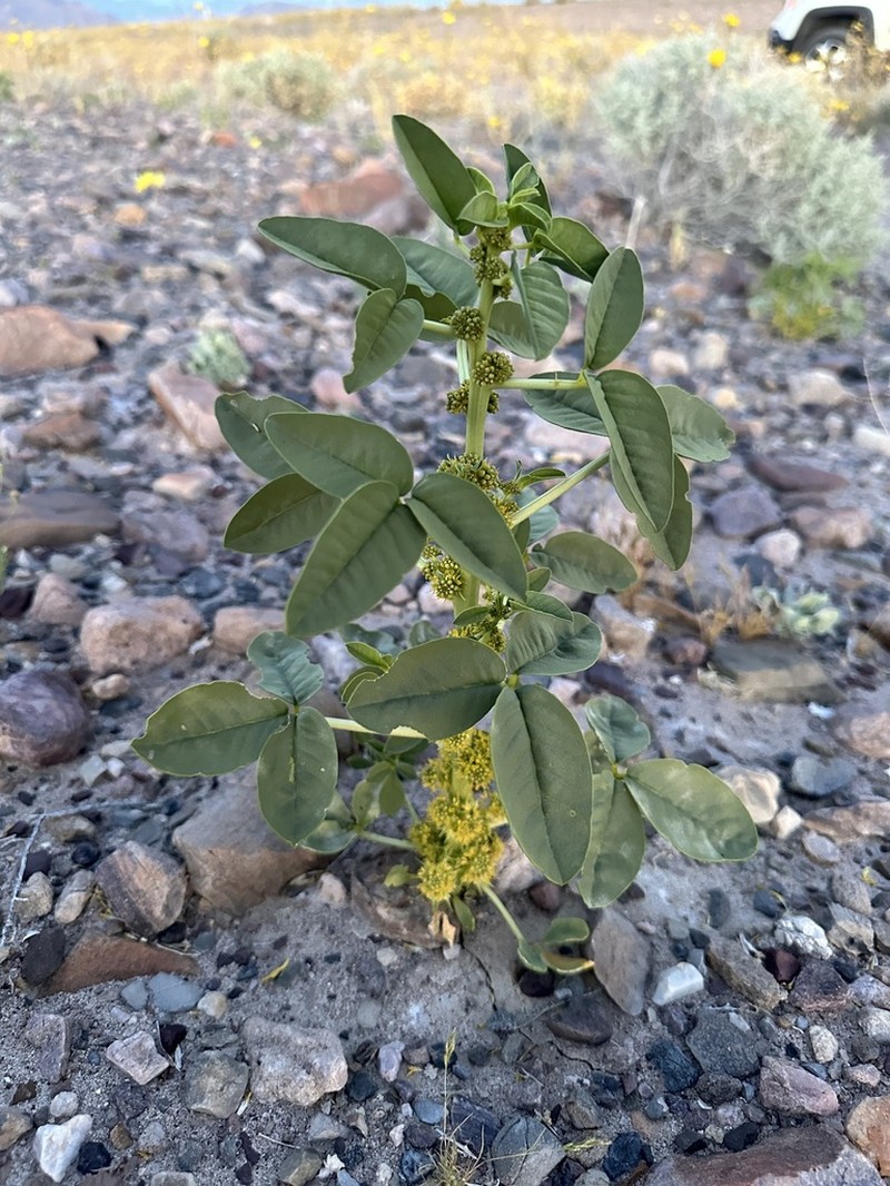Spiny Caper photo 8
