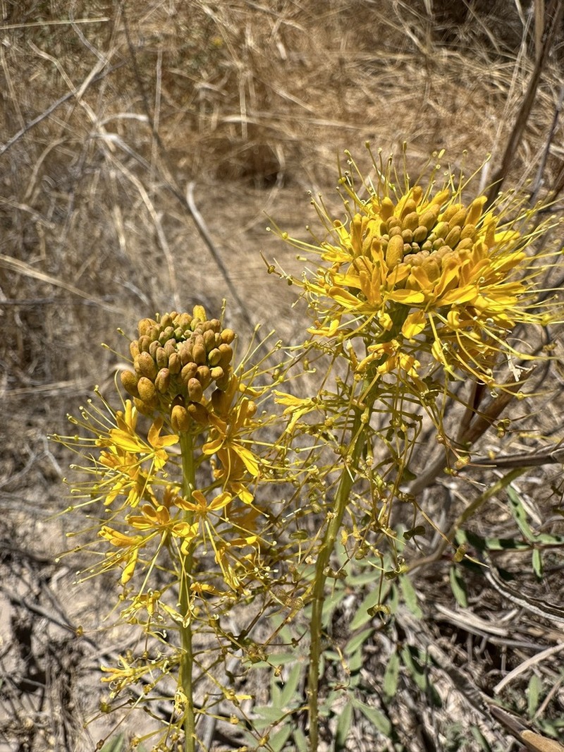 Cleomella palmeri photo 4
