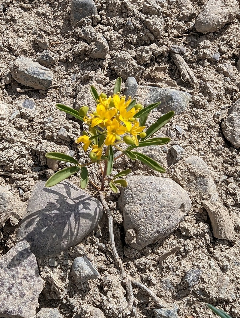 Rocky Mountain Stickweed