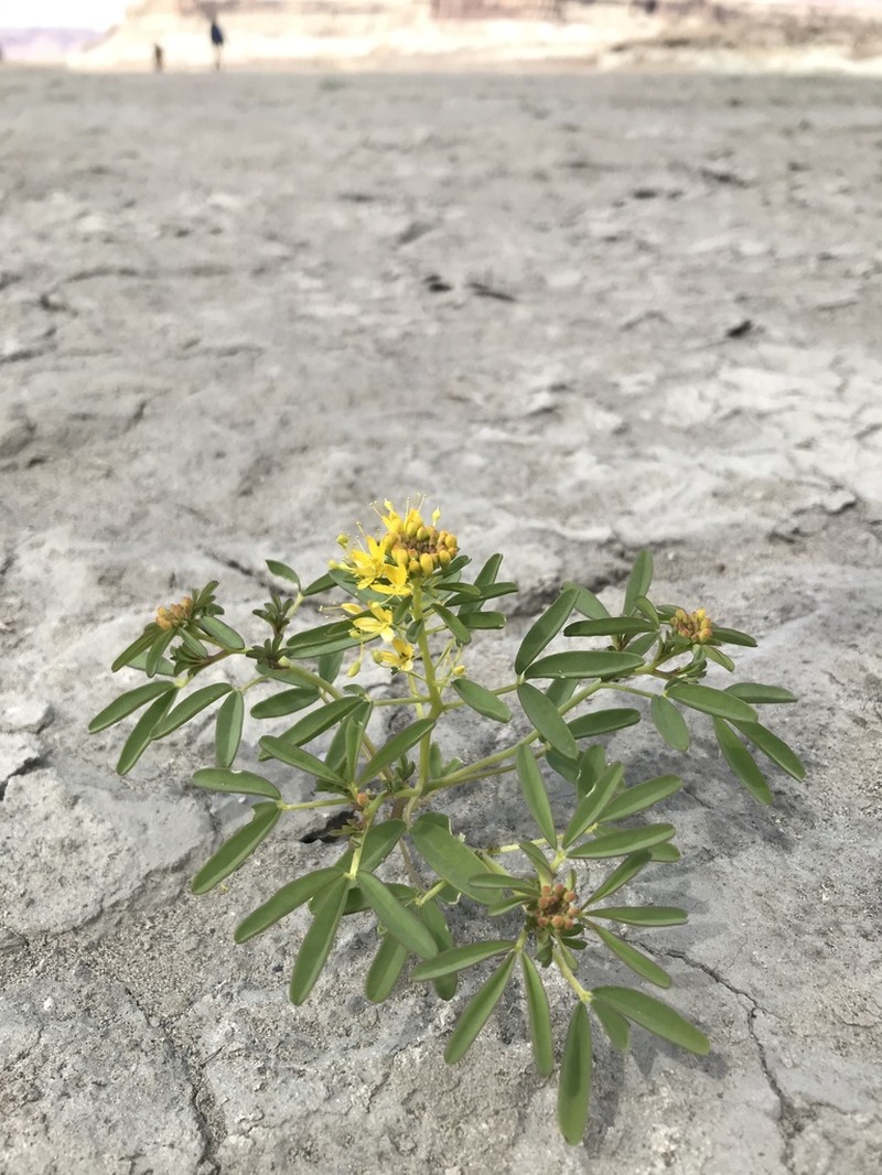 Rocky Mountain Stickweed photo 2