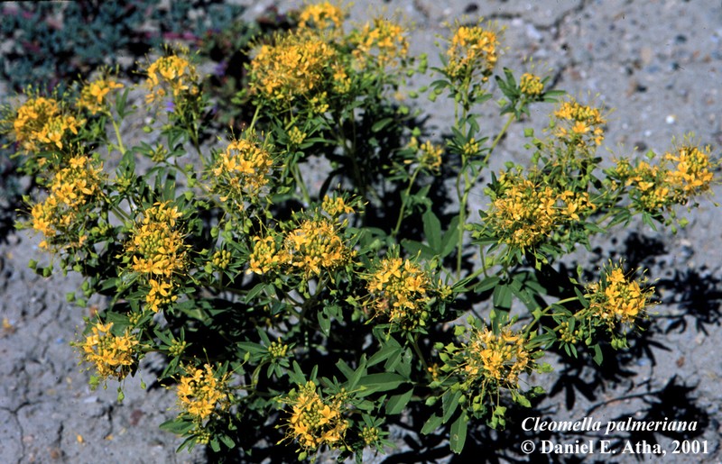 Rocky Mountain Stickweed photo 3