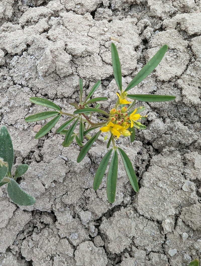 Rocky Mountain Stickweed photo 4