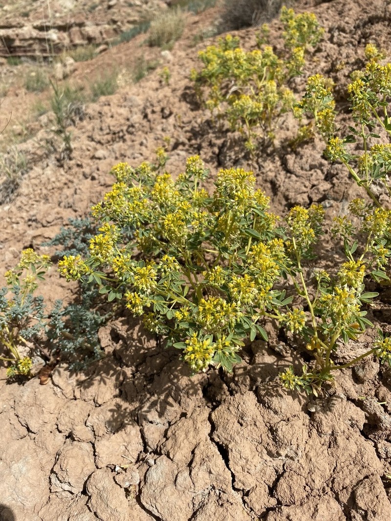 Rocky Mountain Stickweed photo 5
