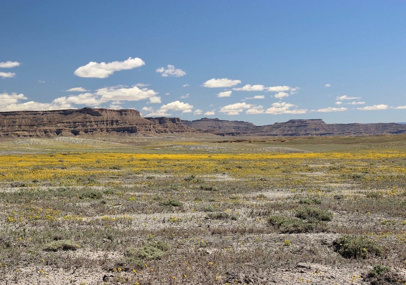 Rocky Mountain Stickweed photo 6