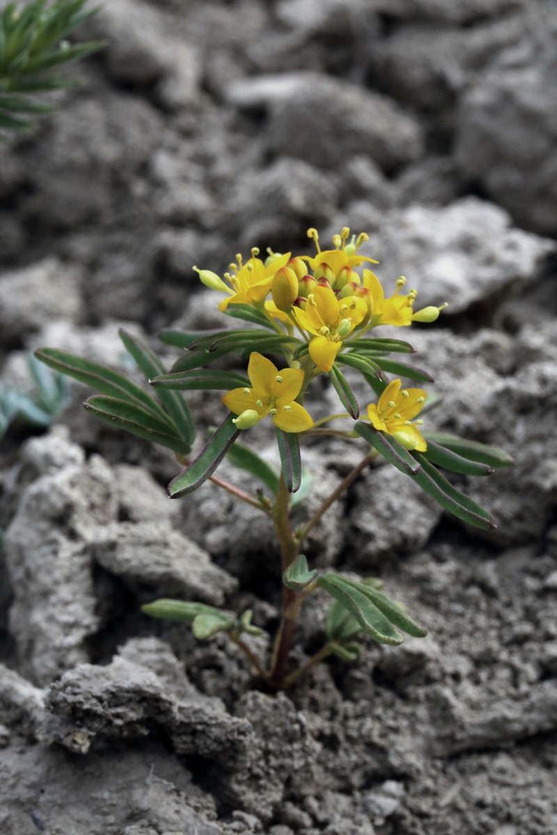 Rocky Mountain Stickweed photo 7