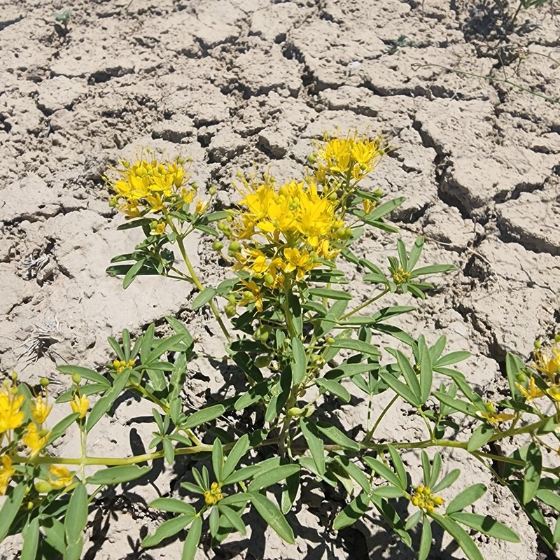 Rocky Mountain Stickweed photo 8