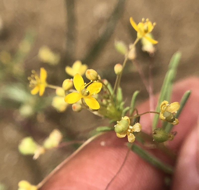 Slender Cleomella