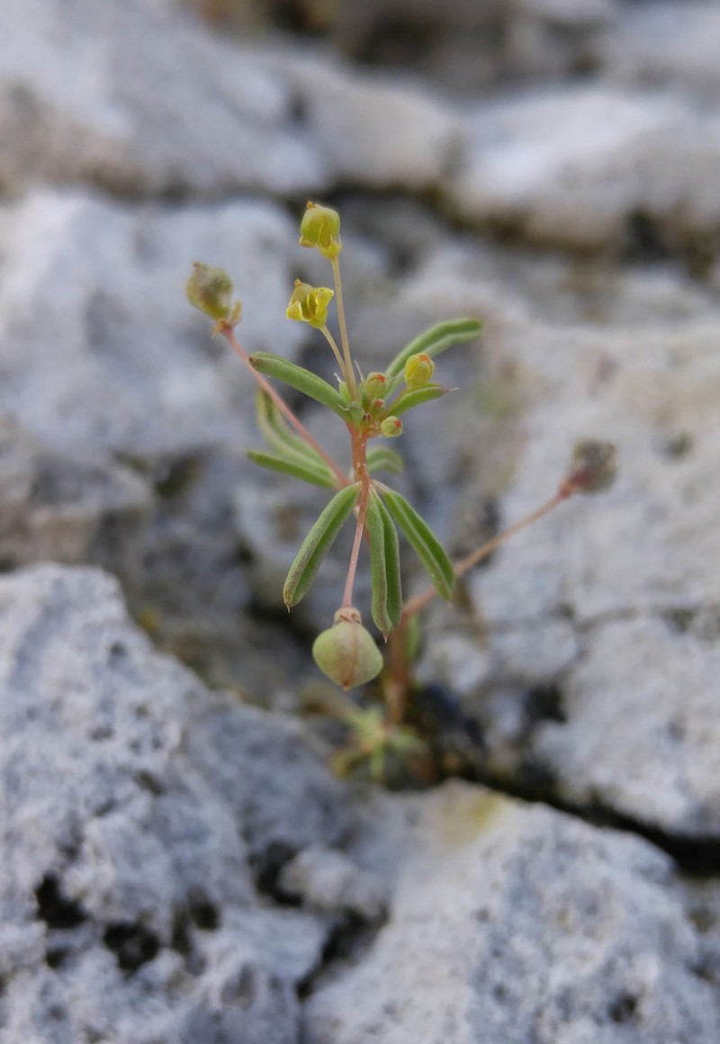Slender Cleomella photo 3