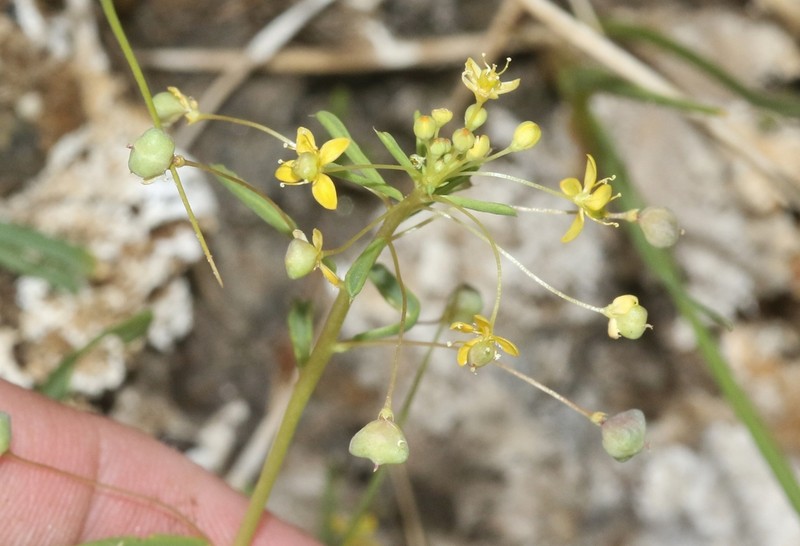 Slender Cleomella photo 6