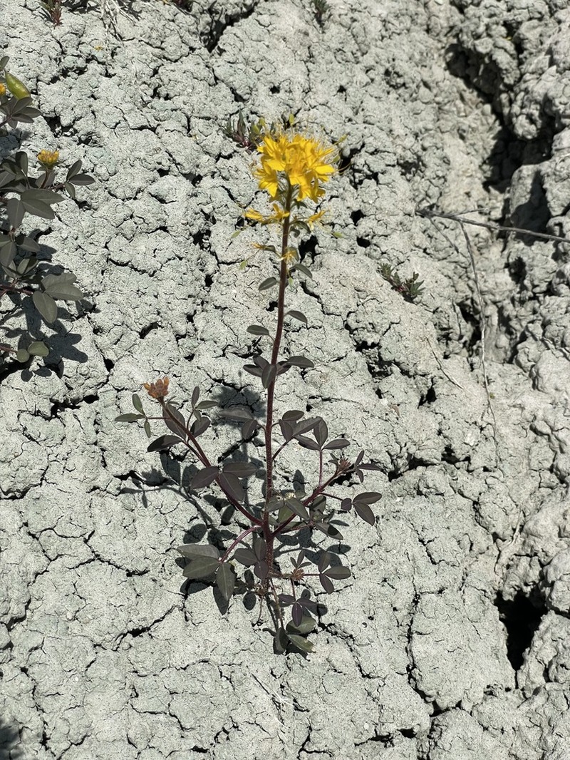 Golden Spiderflower
