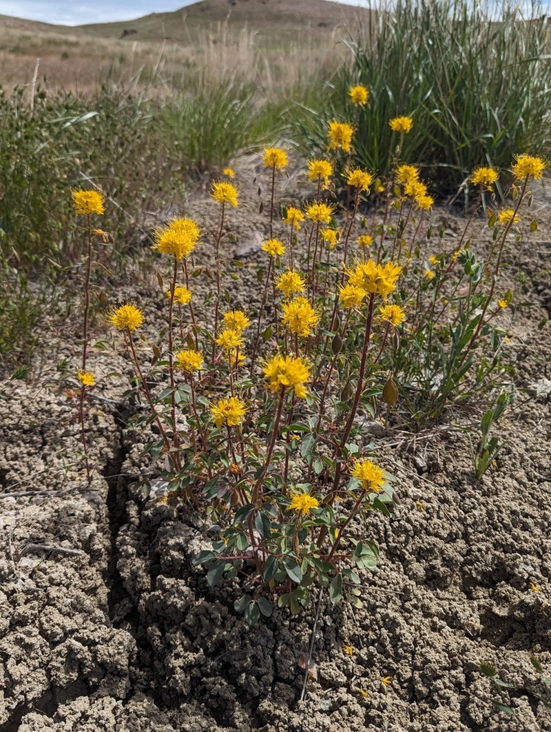 Golden Spiderflower photo 2