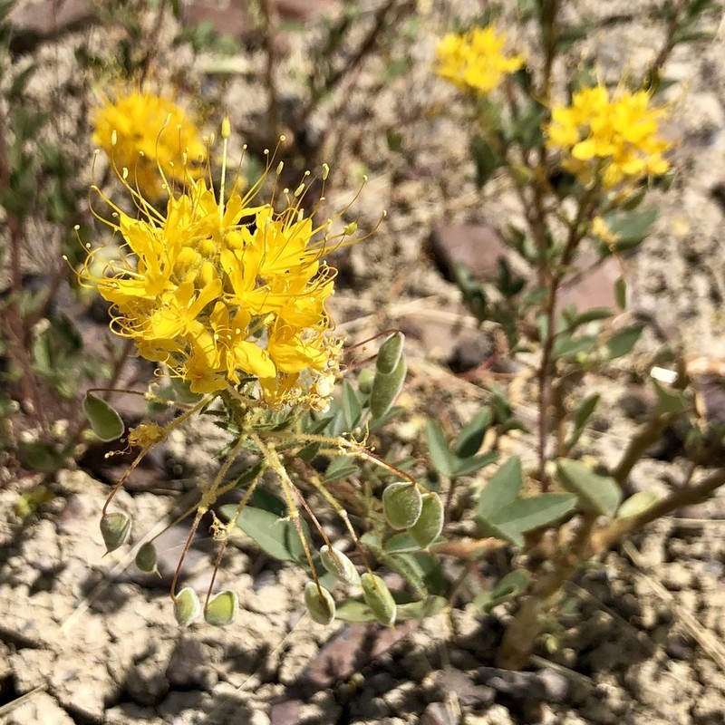 Golden Spiderflower photo 3