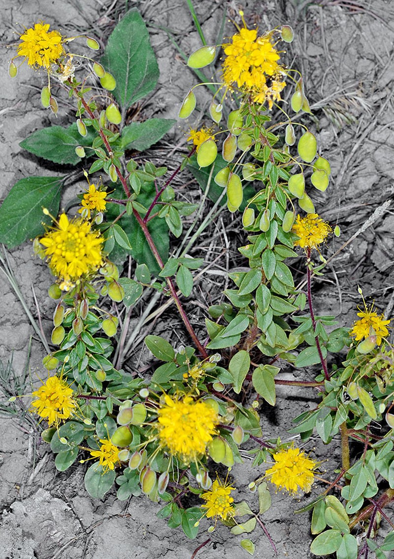 Golden Spiderflower photo 4