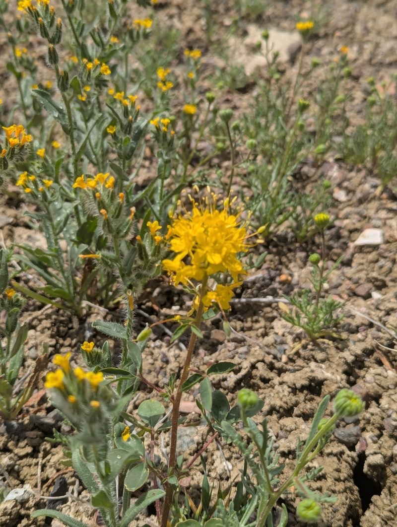 Golden Spiderflower photo 5