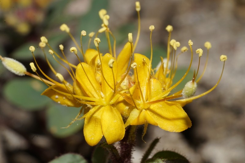 Golden Spiderflower photo 6