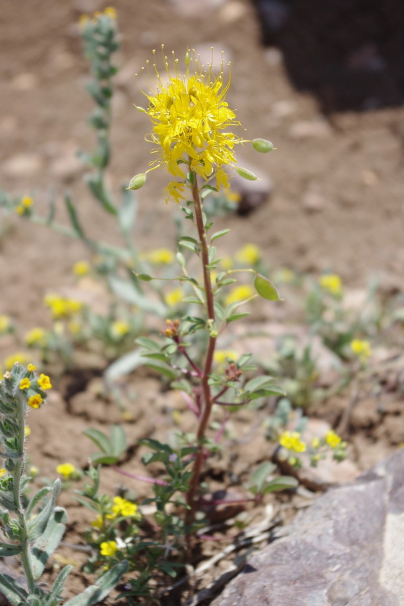 Golden Spiderflower photo 7