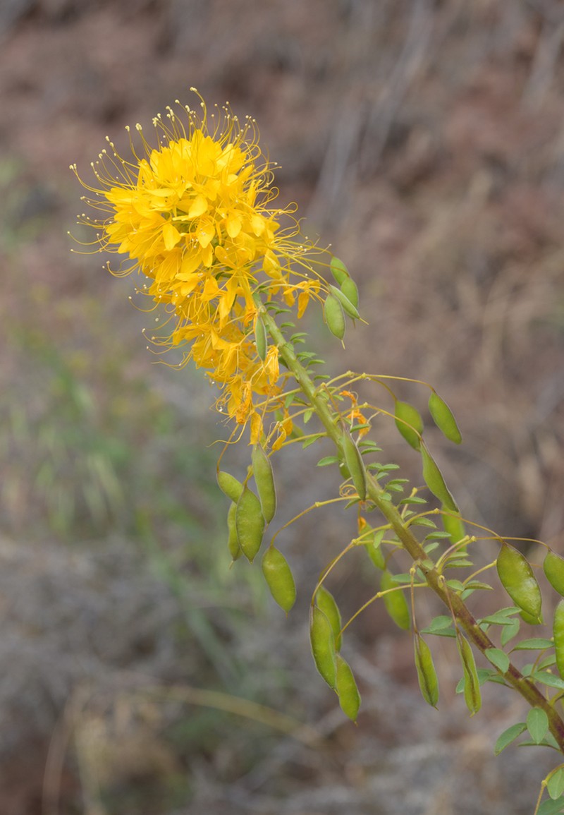 Golden Spiderflower photo 8