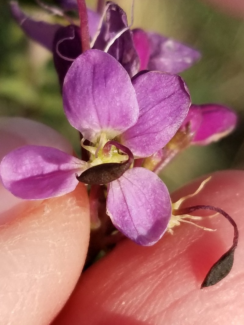 Rocky Mountain Beeplant