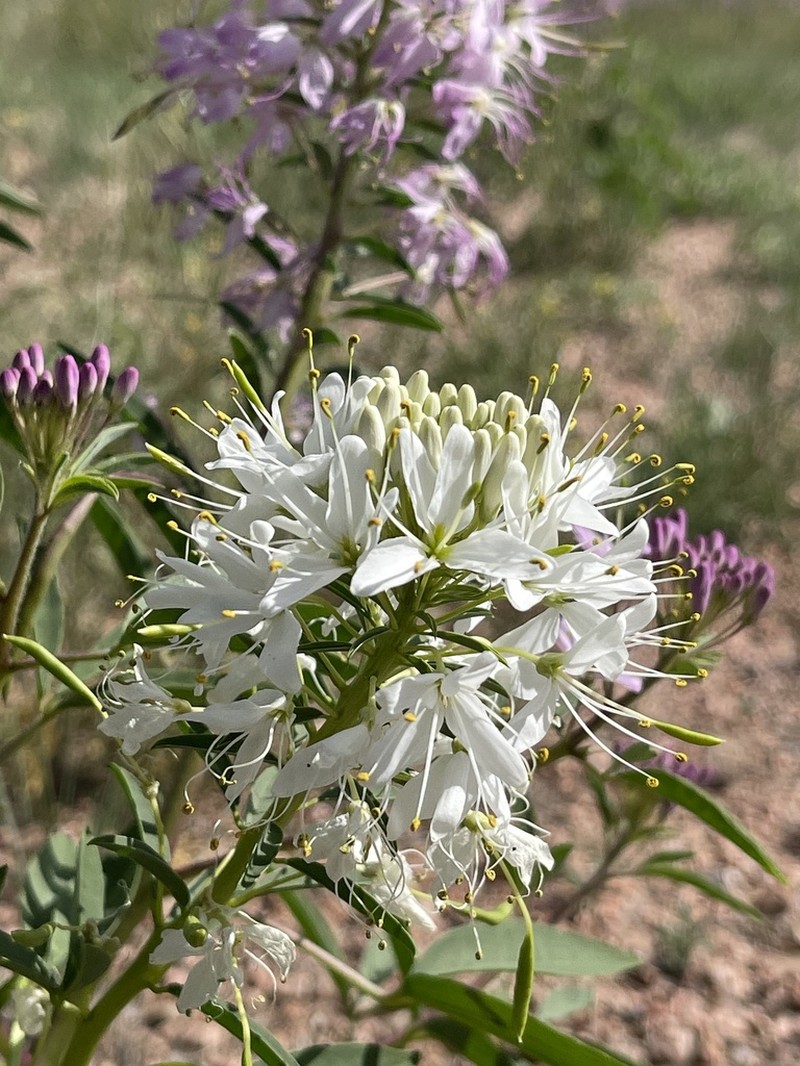 Rocky Mountain Beeplant photo 2