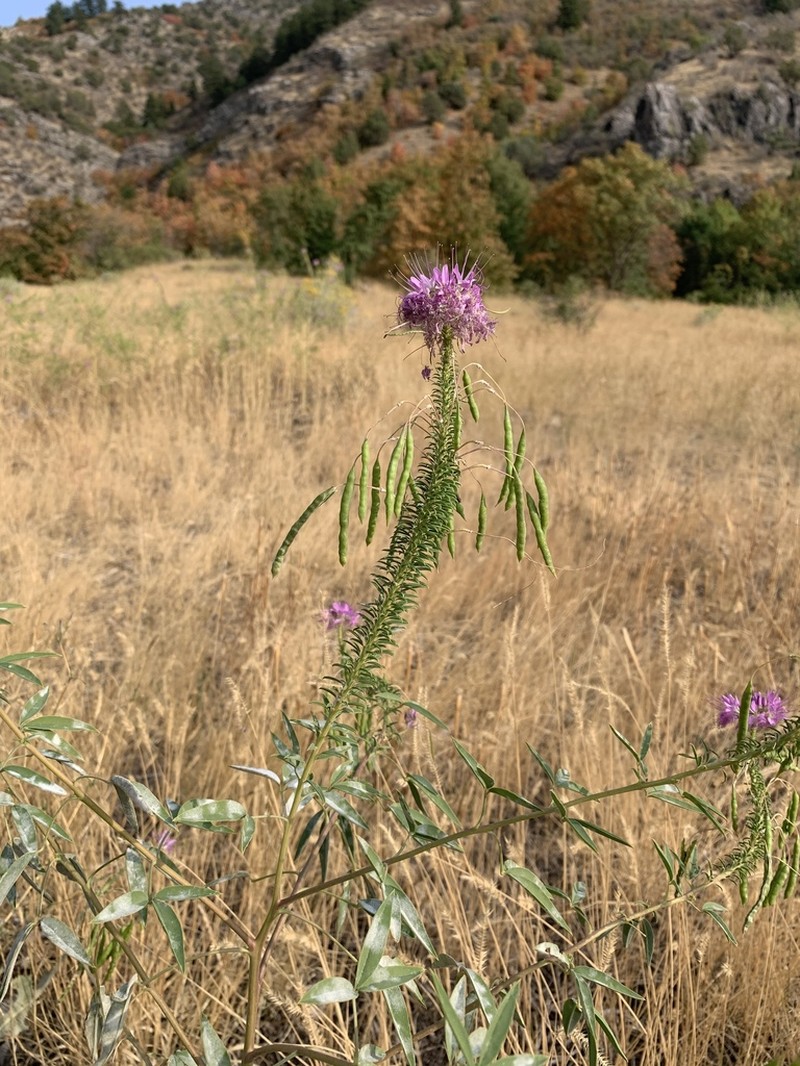 Rocky Mountain Beeplant photo 3