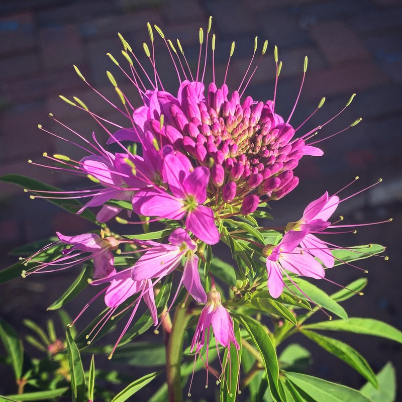 Rocky Mountain Beeplant photo 4