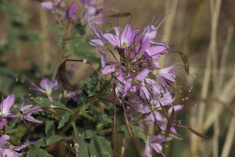 Rocky Mountain Beeplant photo 5