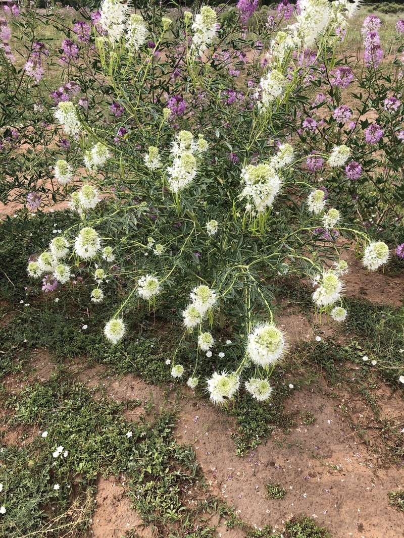 Rocky Mountain Beeplant photo 6