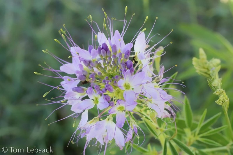 Rocky Mountain Beeplant photo 7