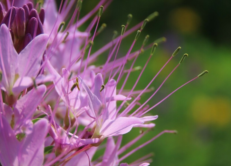 Rocky Mountain Beeplant photo 8