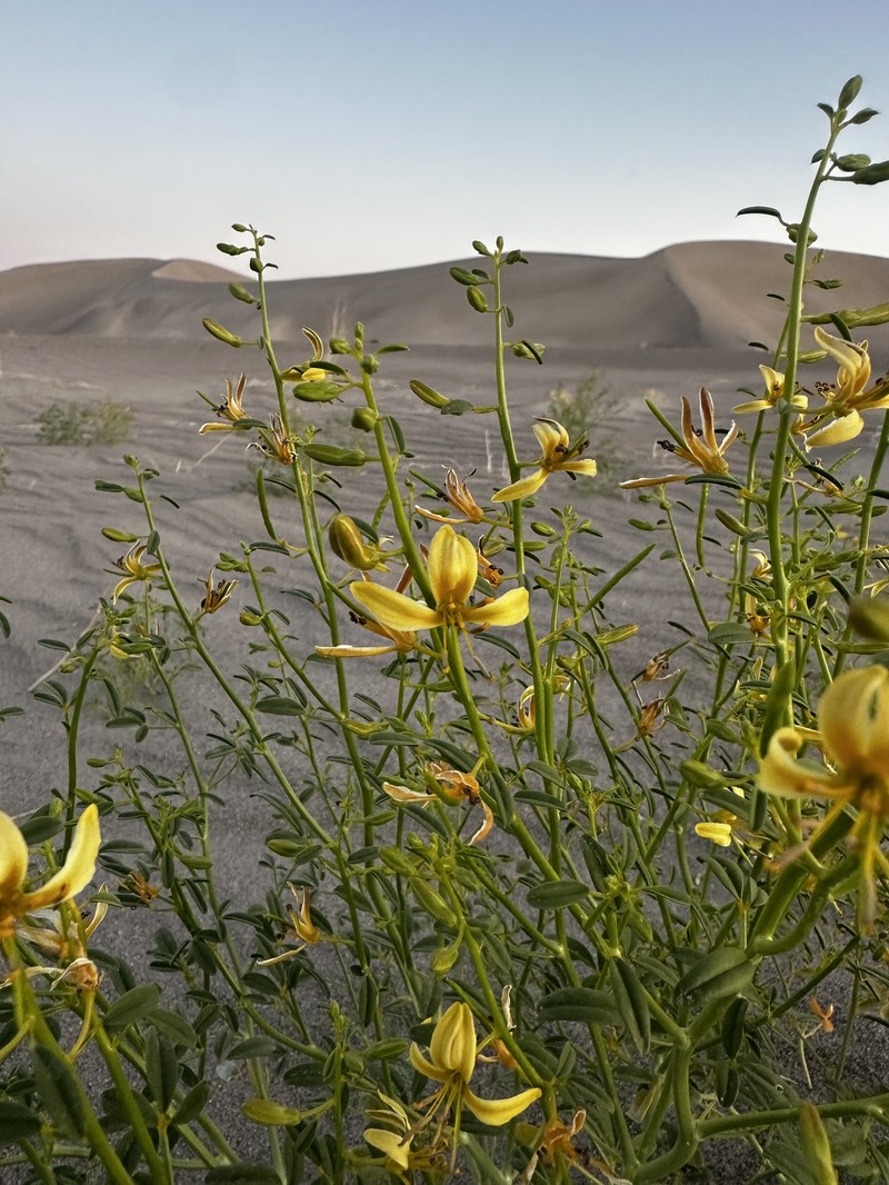 Fewleaf Spiderflower photo 4