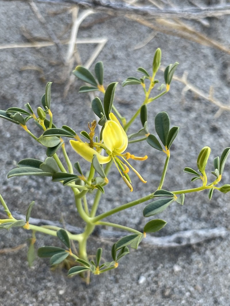 Fewleaf Spiderflower photo 5