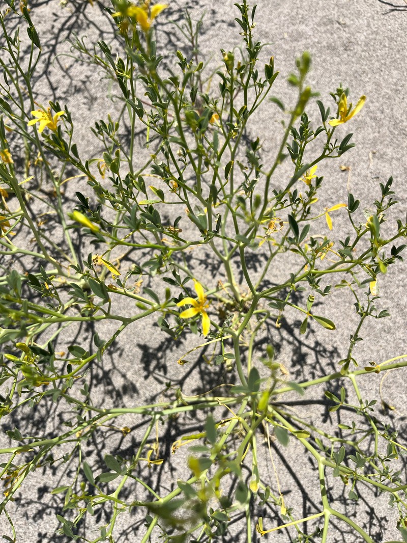 Fewleaf Spiderflower photo 6