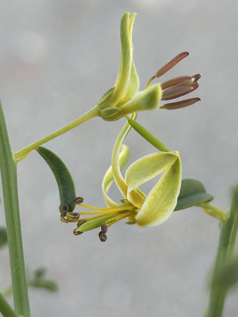 Fewleaf Spiderflower photo 7