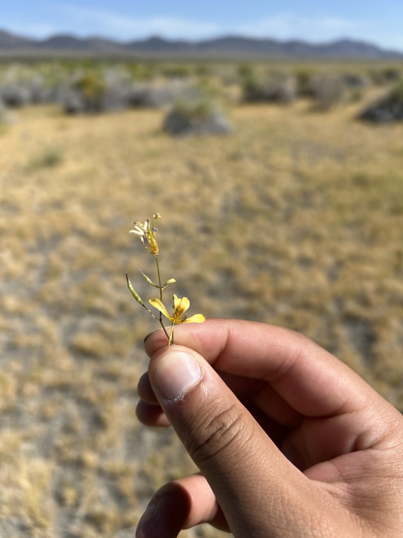 Fewleaf Spiderflower photo 8