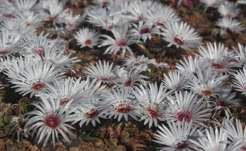 Cleretum booysenii
