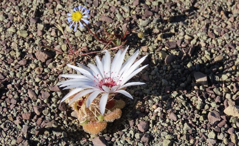 Cleretum booysenii photo 3