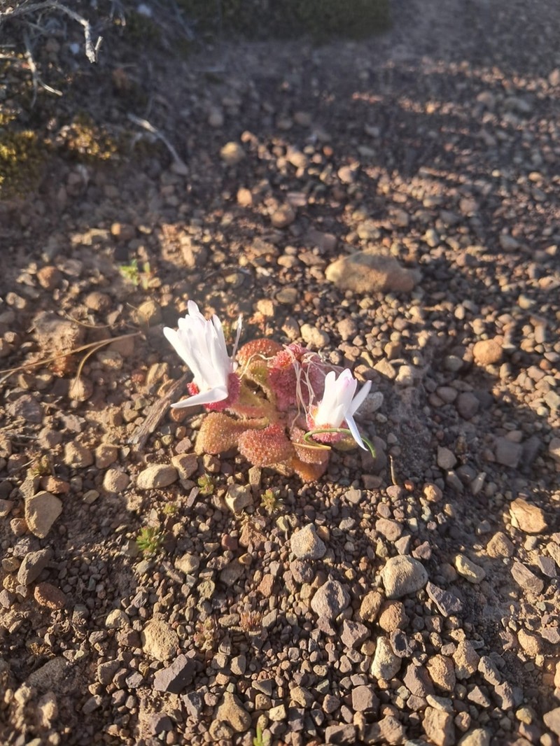 Cleretum booysenii photo 4
