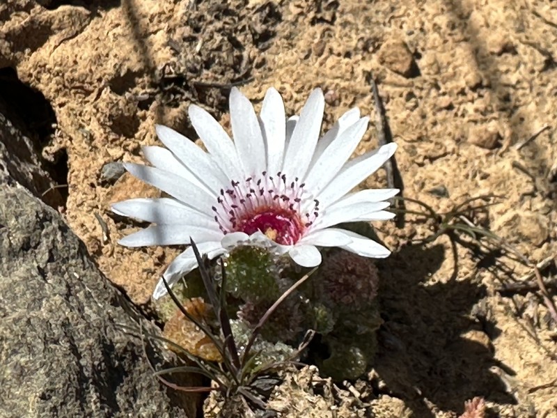 Cleretum booysenii photo 5