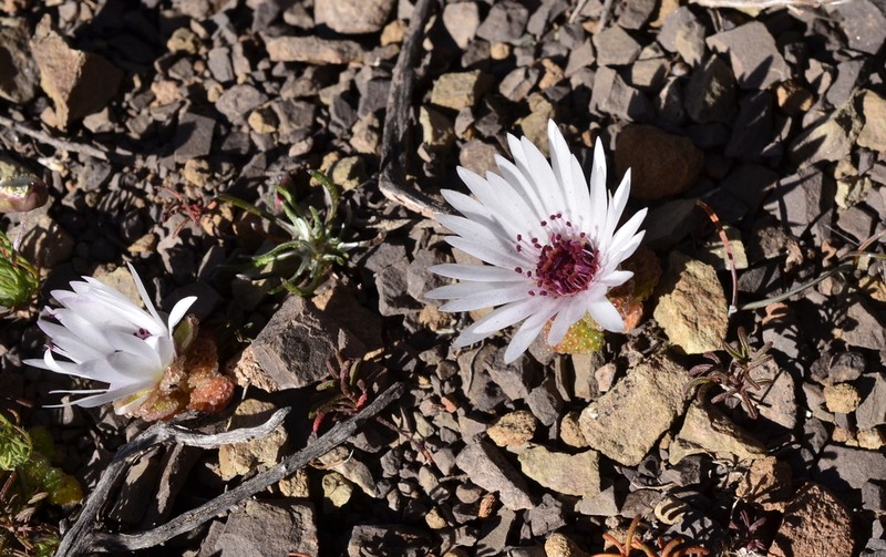 Cleretum booysenii photo 6