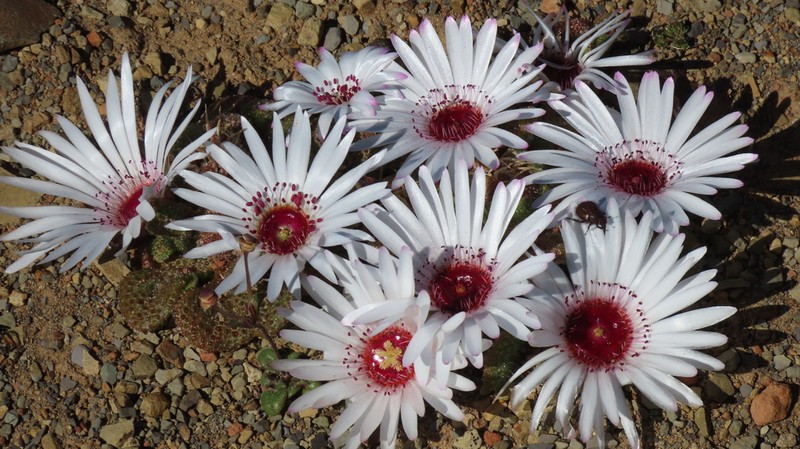 Cleretum booysenii photo 7