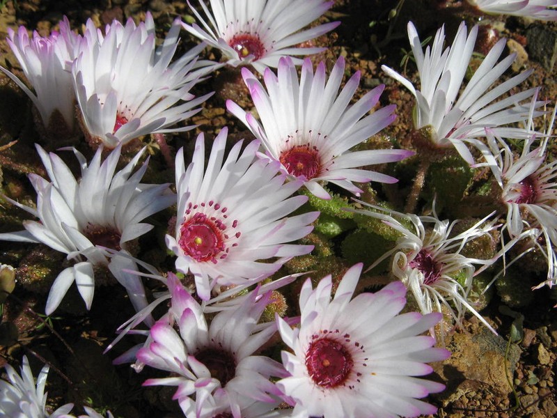 Cleretum booysenii photo 8