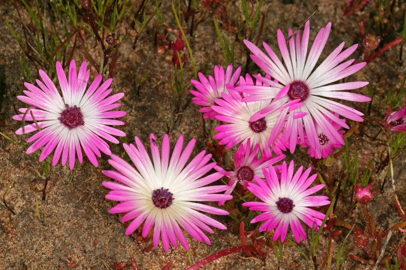 Cleretum clavatum