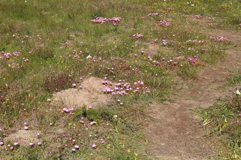 Cleretum clavatum photo 3