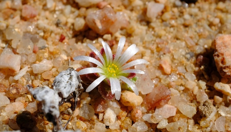 Cleretum hestermalense