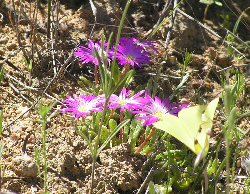Cleretum hestermalense photo 7