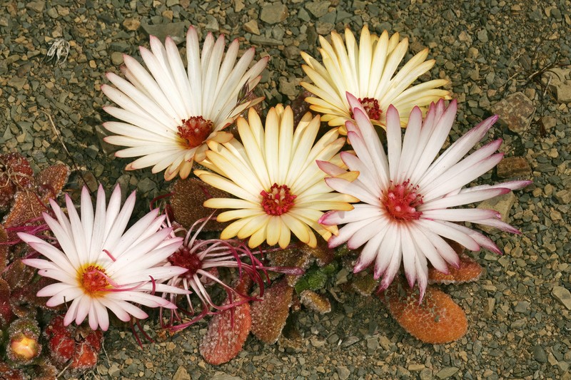 Cleretum maughanii